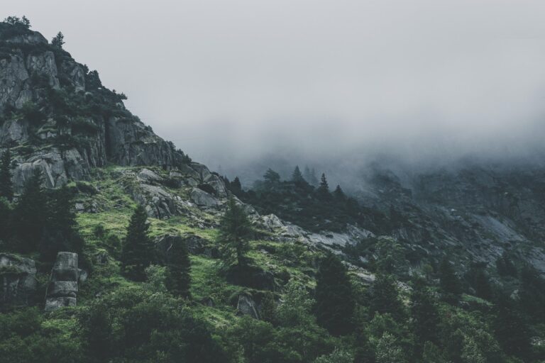 Home green leafed trees during fog time 167684.jpg